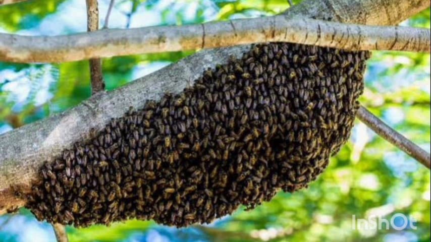 लोहंडीगुडा: टाकरागुड़ा में असामाजिक तत्वों ने मधुमक्खी के छत्ते पर पत्थर मारा, सड़क पर मची अफरा-तफरी, दो युवक गंभीर घायल