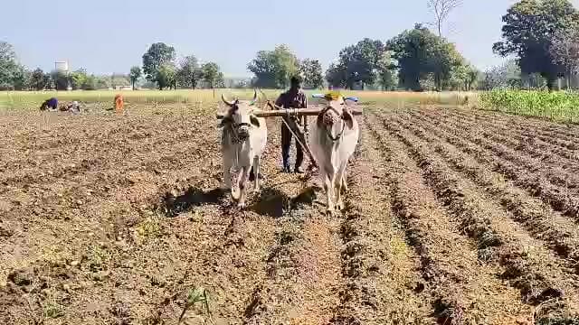 सोनकच्छ: ग्राम खेरिया जागीर में किसान ने फसलों के दाम को लेकर जताई चिंता, उचित दाम नहीं मिला तो होगा नुकसान