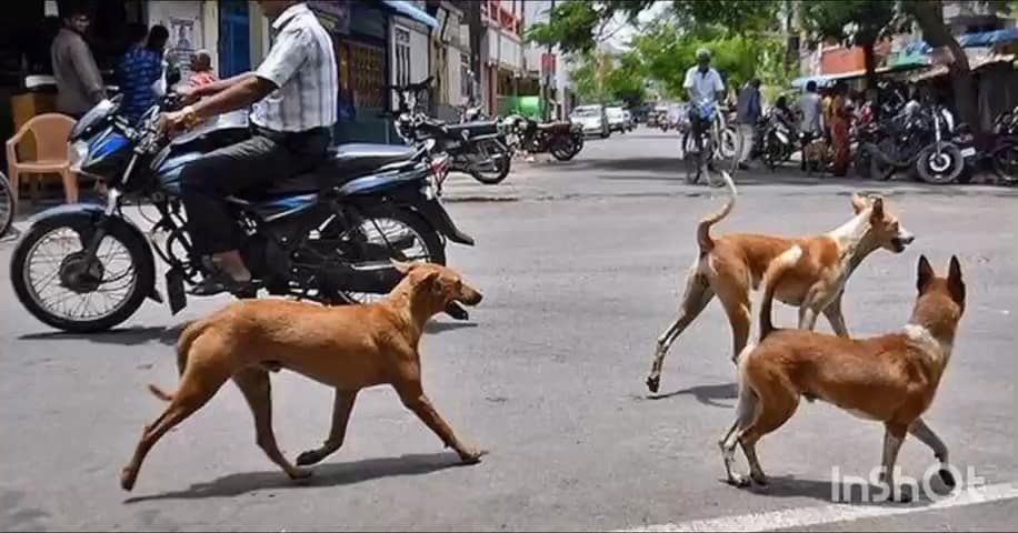 കാഞ്ഞിരപ്പള്ളി: കാഞ്ഞിരപ്പള്ളി കൂവപ്പള്ളിയിൽ തെരുവുനായയുടെ ആക്രമണത്തിൽ 13 വയസ്സുകാരന് പരിക്കേറ്റു