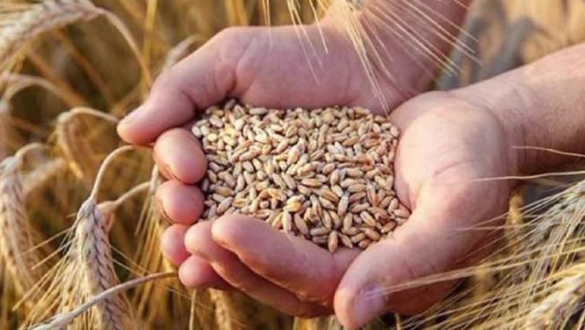 टोंकखुर्द: टोकखुर्द तहसील क्षेत्र के किसान 7 मार्च तक गेहूं उपार्जन के लिए कराएं पंजीयन