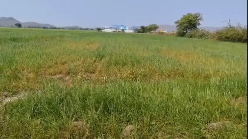 बरेली: बाबई जोड़ स्थित नर्मदा राइस मिल पर प्रदूषण का आरोप, किसानों की फसल और सड़क सुरक्षा पर संकट #Jansamasya