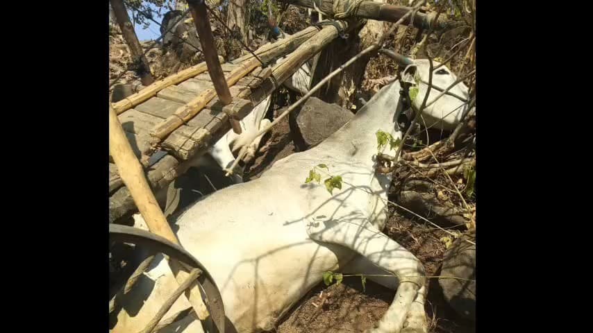 कारंजा: वाघाला पाहून बैल बिथरले; दोन बैल ठार तर शेतकरी गंभीर जखमी, पारडी शिवारातील घटना