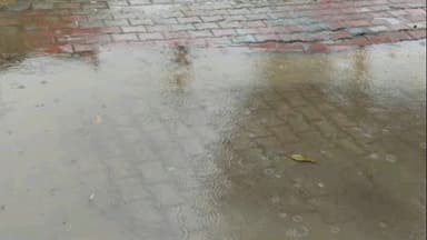 मांगरौल: सीसवाली और आसपास के क्षेत्रों में बुधवार सुबह माउठ की बारिश से किसानों की चिंता बढ़ी