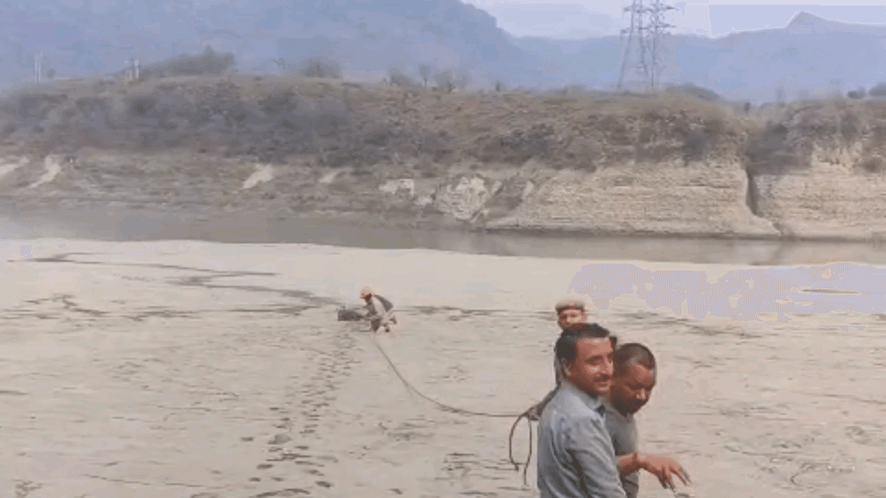 नमहोल: सतलुज नदी तट पर दलदल में फंसे सांभर को सुरक्षित निकाला गया