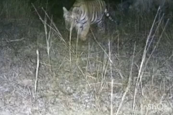 कन्नौद: कन्नौद के खिवनी अभ्यारण में नन्हे मेहमानों की दहाड़, बाघिन मीरा और बाघ युवराज का कुनबा बढ़ा