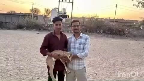 लोहावट: आऊ कस्बे में गोसाई मंदिर के पास आवारा कुत्तों के हमले से एक हिरण के बच्चे को बचाया गया