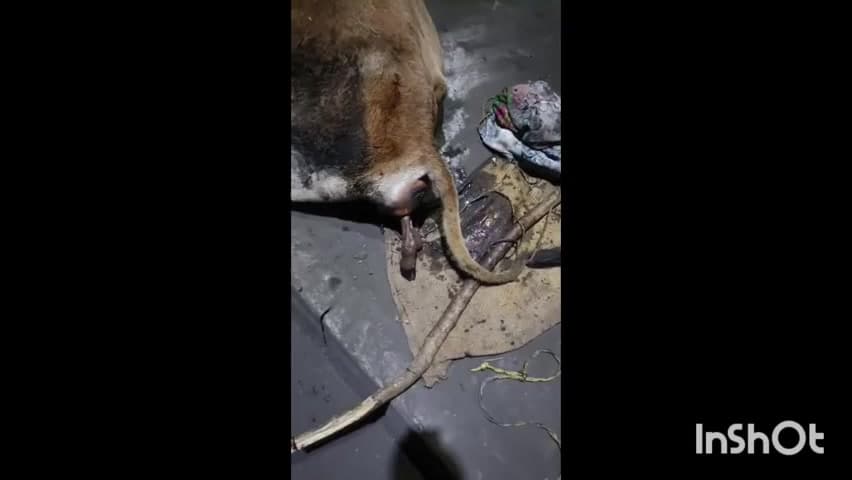 बिल्हा: ग्राम बेलमुंडी में सड़क किनारे गर्भवती गाय के पेट में फंसे बच्चे को छतौना के गौ सेवा धाम ने ऑपरेशन से निकाला