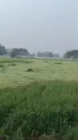 निम्बाहेड़ा: बेमौसम बरसी आफत: निंबाहेड़ा में बारिश ने धोया अफीम का दूध, गेहूं-सरसों की फसल खेतों में बिछी, परेशान किसान