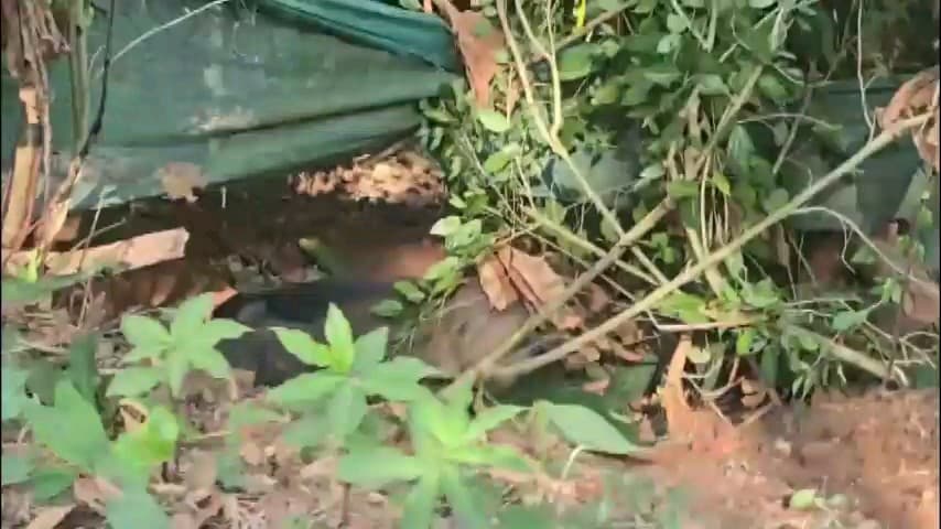 ഉടുമ്പൻചോല: വലിയതോവാളയിൽ വനം വകുപ്പ് രക്ഷപെടുത്തിയ കാട്ടുപന്നി ആക്രമിച്ച് 3 തൊഴിലുറപ്പ് തൊഴിലാളികൾക്ക് പരിക്ക്
