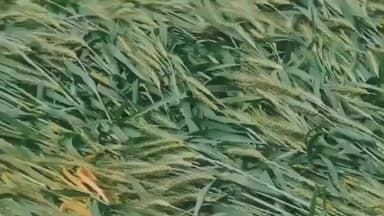 फूलिया कलां: फूलियाकलां तहसील क्षेत्र में बारिश और ओलावृष्टि से फसलें बर्बाद, किसानों को हुआ भारी नुकसान