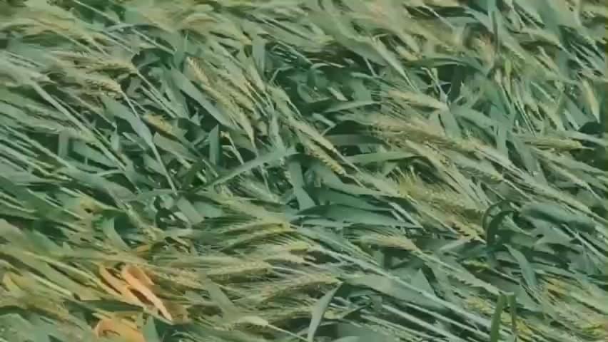 फूलिया कलां: फूलियाकलां तहसील क्षेत्र में बारिश और ओलावृष्टि से फसलें बर्बाद, किसानों को हुआ भारी नुकसान