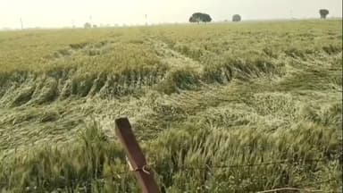 अन्ता: अंता क्षेत्र में बेमौसम बारिश और तेज हवाओं ने किसानों की चिंता बढ़ाई, गेहूं की फसल आड़ी पड़ी