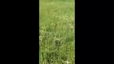बिरनी: पैतृक जमीन पर फसल काटने का आरोप, कानूनी कार्रवाई की मांग, मामला बिरनी प्रखंड के चौगाखार गांव का