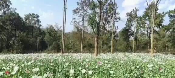 पांकी: पुंडरू और अंदाग के जंगली क्षेत्र में 7 एकड़ में फैली अफीम की खेती नष्ट की गई