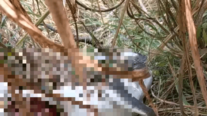 खुलताबाद: पिंपरी शिवारात बिबट्याने पाडला नर काळविटाचा फडशा;परिसरात भितीचे सावट