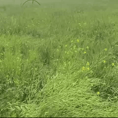 राजगढ़: राजगढ़ क्षेत्र में लगातार बारिश से फसलों को हुआ फायदा, अच्छी पैदावार से किसान हो रहे खुश