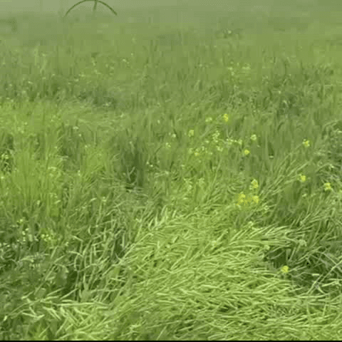 राजगढ़: राजगढ़ क्षेत्र में लगातार बारिश से फसलों को हुआ फायदा, अच्छी पैदावार से किसान हो रहे खुश