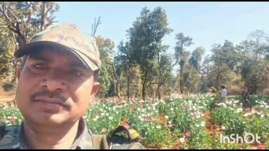 मनिका: मनिका पुलिस प्रशासन ने चार एकड़ में लगी अवैध अफीम की खेती को किया नष्ट