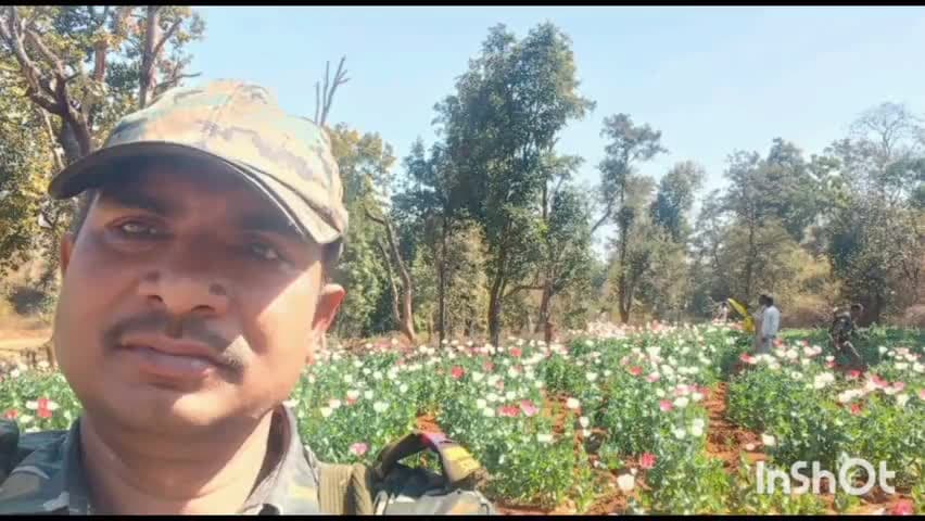 मनिका: मनिका पुलिस प्रशासन ने चार एकड़ में लगी अवैध अफीम की खेती को किया नष्ट