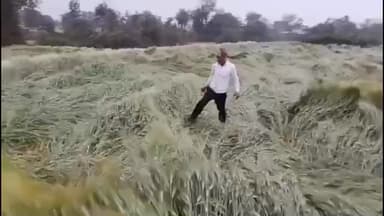 सोनकच्छ: सोनकच्छ क्षेत्र में मौसम बदला, तेज हवा और बारिश से किसानों की गेहूं की फसल हुई खराब