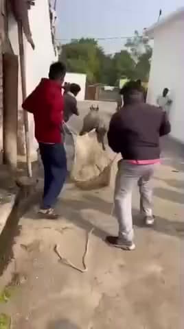 सीहोर: जिले के ग्राम थूना में वन विभाग की टीम ने घायल नीलगाय का रेस्क्यू किया, वीडियो हुआ वायरल