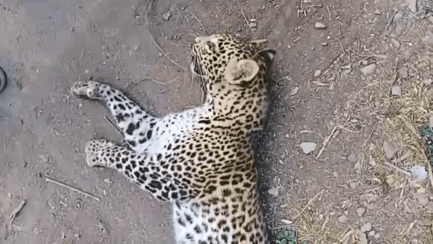 कराड: कराड चांदोली मार्गावर अज्ञात वाहनाच्या धडकेत  बिबट्याचा मृत्यू