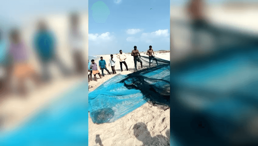 இராமேஸ்வரம்: தனுஷ்கோடியில் வலையில் சிக்கிய நான்கு அரிய வகை கடல் ஆமைகளை உயிருடன் பத்திரமாக கடலில் விட்ட மீனவர்களுக்கு வனத்துறையினர் பாராட்டு:
