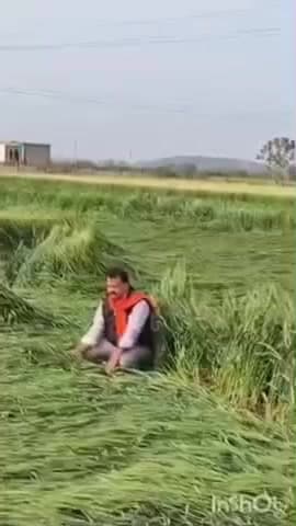 छबड़ा: छबड़ा क्षेत्र में बारिश और ओलावृष्टि से फसलें हुई खराब, किसानों ने मुआवजे की की मांग