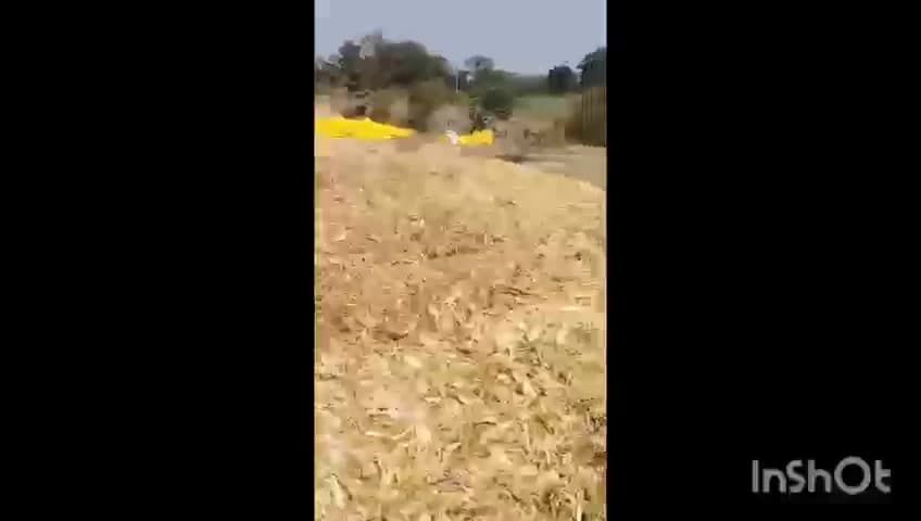 आठनेर: नगर में किसान के खेत में मक्का थ्रेसिंग के दौरान लगी आग, दमकल कर्मियों ने पाया काबू