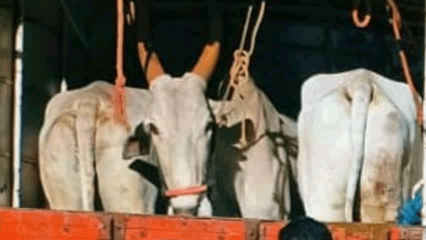 शाहूवाडी: पुणे–बेंगळुरू महामार्गावर पहाटेच्या सुमारास गोवंशीय जनावरांची अवैध वाहतूक करणाऱ्या दोन पिकअप गाड्यांवर कारवाई