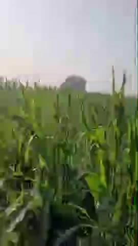 कसरावद: मावठे ने फिर बिगाड़ी खेतों में खड़ी फसलों की रंगत, किसान चिंतित