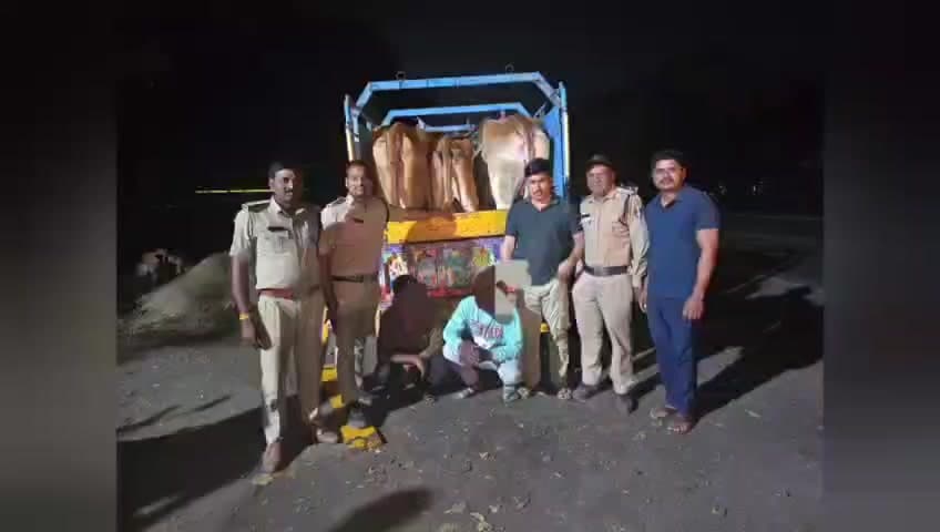 कसरावद: अवैध गौवंश तस्करी पर पुलिस की कार्रवाई, 4 गौवंश मुक्त, सुपर कैरी टेम्पो जब्त