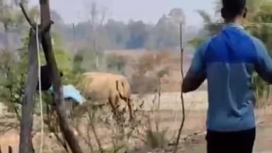 बानो: बानो क्षेत्र में जंगली हाथियों का आतंक, ग्रामीणों ने अकेले हाथी को रनिया जंगल की ओर खदेड़ा