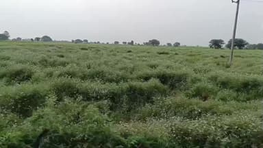 नईसराय: नई सराय क्षेत्र में शुक्रवार को मौसम ने फिर बदली करवट, किसानों की चिंता बढ़ी