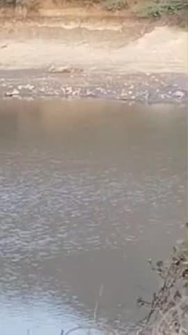 પાલીતાણા: કંજરડા ગામે તળાવ કિનારે આરામ ફરમાવતા વનરાજ નો વિડીયો સોશિયલ મીડિયામાં વાયરલ #viral