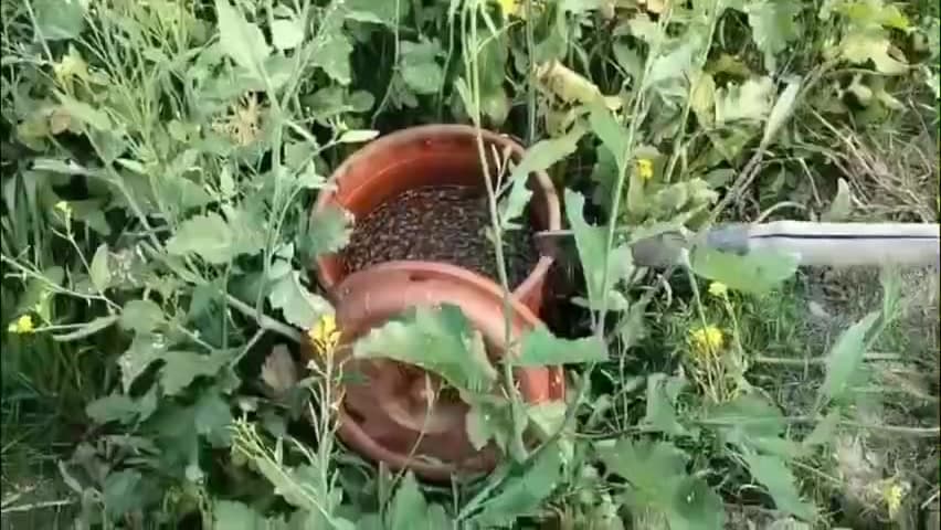 कुदरा: बैना में अवैध शराब के खिलाफ कुदरा पुलिस ने की छापेमारी, खेतों में छिपाकर रखे गए 80 लीटर जावा महुआ किया गया विनष्ट