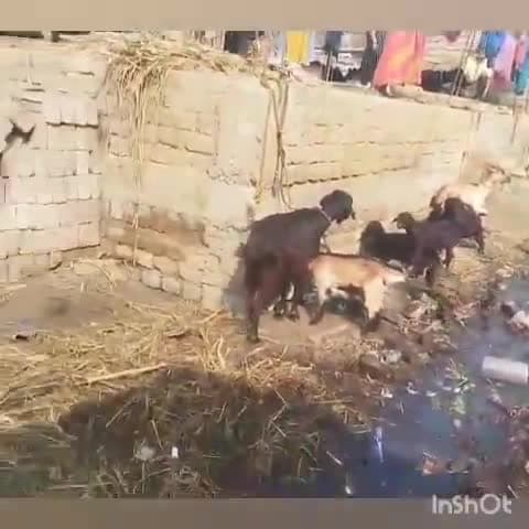 कतरीसराय: मैरा बरीठ पंचायत के बरान्दी गांव में विकास से वंचित महादलित टोला