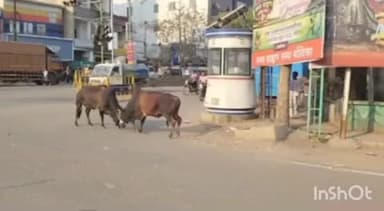 गोंदिया: गोंदियाच्या मध्यवर्ती चौकात वळूंचा थरार 20 मिनिटे वाहतूक ठप्प सदृश परिस्थिती