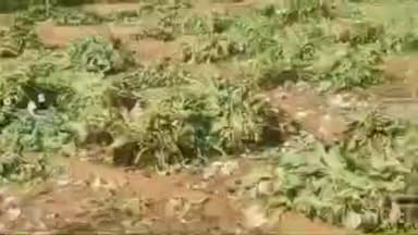 लोहावट: फलोदी जिला पुलिस ने अफीम की खेती का भंडाफोड़ करते हुए 25,800 पौधे बरामद किए, आरोपी गिरफ्तार