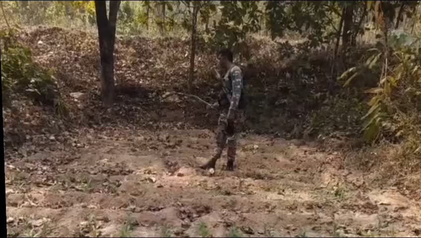 गोइलकेरा: इंद्रुवा गांव के पास जंगल में पुलिस ने अवैध अफीम की खेती नष्ट की