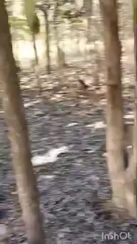 सिमरी: आशा पड़री में बागीचे में आगजनी, असामाजिक तत्वों पर शक, पीड़ित ने न्याय की मांग की
