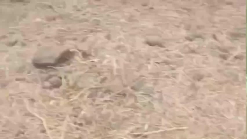 दलौदा: पटेला के मगरे के पास अज्ञात वाहन ने तीन लोगों को मारी टक्कर, वीडियो वायरल, घायल अस्पताल में भर्ती