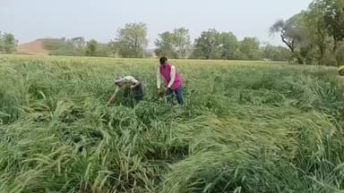 निवाली: ग्राम रेवजा में बारिश से गेहूं की फसल बर्बाद, किसानों ने मुआवजे की मांग की