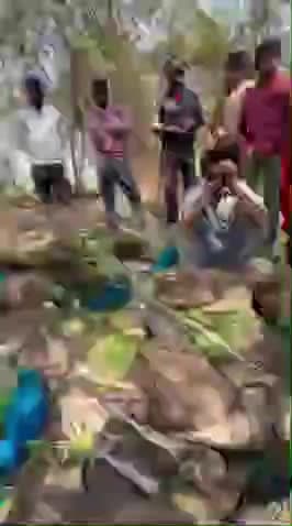गाज़ियाबाद के लोनी के ग्राम पचारा मे दर्जनों मृत पाए गए मोर वन विभाग की टीम मोके पर 
#मोर