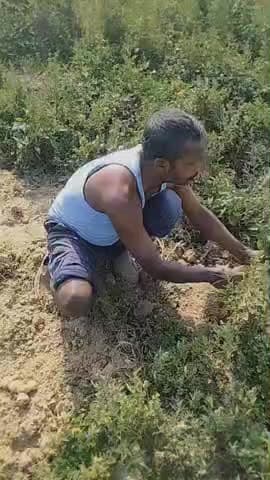 गांव कोला जलालाबाद #100 पैकेट बिना आलू का  किसान परेशान