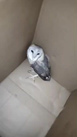 mohla manpur district me gram sitagaon me born owl aya gaya hai jo forest vibhag ke pas surakshit hai........
