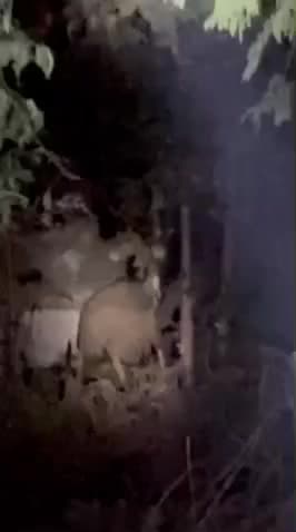 डोमलाई उरांव टोला में रात के 12 बजे हाथी एक घर पर हमला कर दिया है घर के लोग अंदर में ही फंसे हुए हैं।