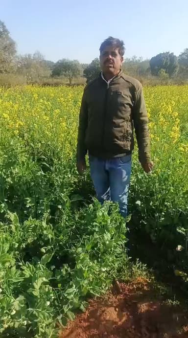 मटर खेती मे दवा देने के बाद किशना से बात करते हुए