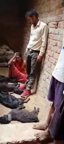 योगीयबीर में जहर देने से 4 बकरी का मौत हो गया है ? घर में अकेला एक लड़क था, अकेला देख कर जहर दे दिया गया, उदय साह दिया