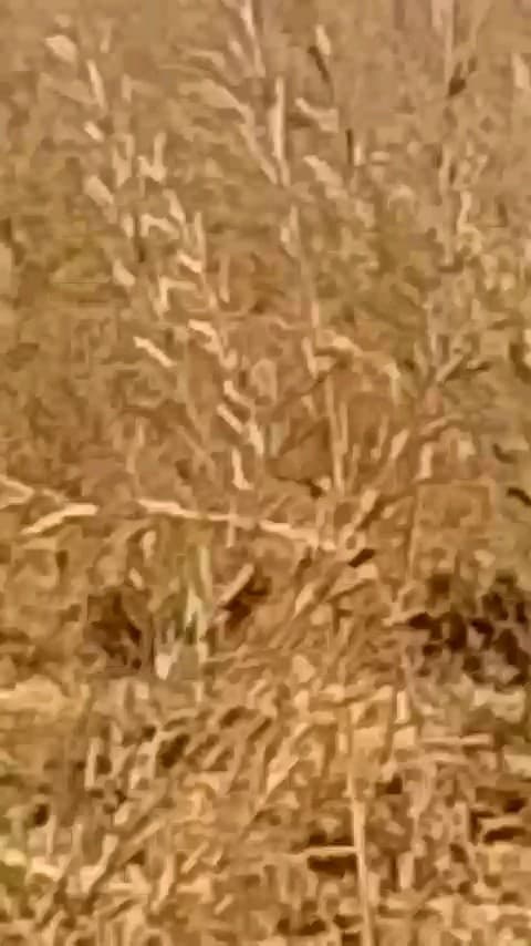 hamare yaha gaon devpur gorihar me ladaku helicopter 🚁 dikhe 4 

huv

devpur jrirjri